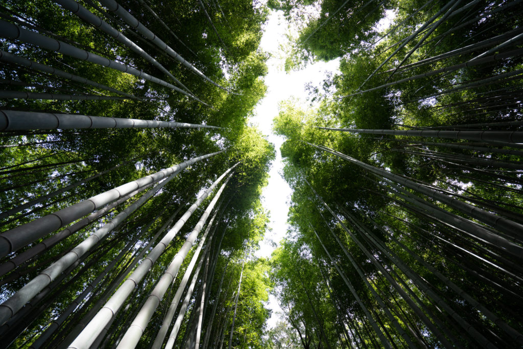 kyoto bamboo forest